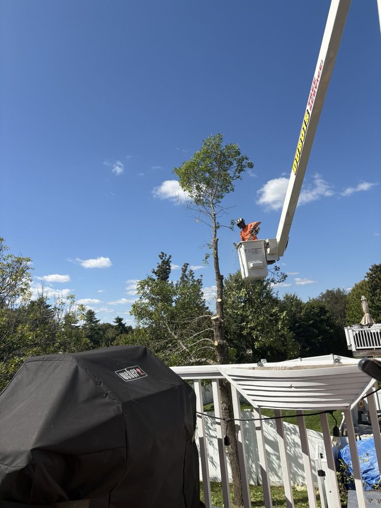 Dubois Tree Service - tree service in Manchester, NH