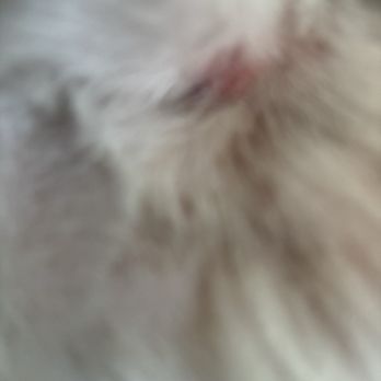 Leash N' Lather - My dog bruises. And I'm shaking. Do better because our pets are also our family. - Pet Groomers Near Me - Saddle Brook, New Jersey Leash N' Lather - My dog bruises. And I'm shaking. Do better because our pets are also our family. - Pet Groomers Near Me - Saddle Brook, New Jersey