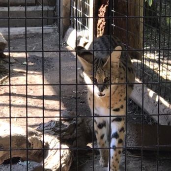 Zoo Boise - On the prowl - Zoos Near Me - Boise, Idaho