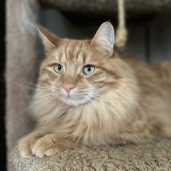 Swansboro Vacation Care - Long-hair marmie relaxing.