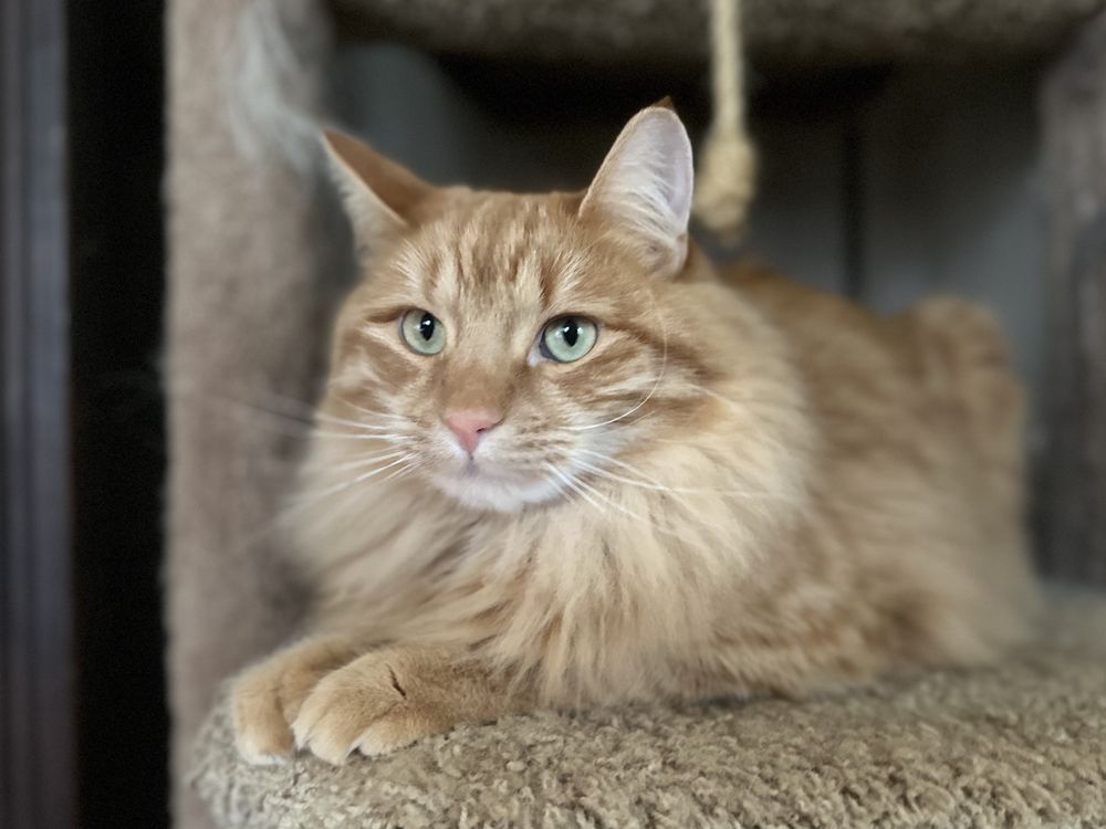 Swansboro Vacation Care - pet boarding facility in Placerville, CA