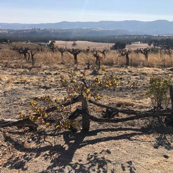 Vista Del Rey Vineyards - Old vines with mountain views - Wineries Near Me - Paso Robles, California Vista Del Rey Vineyards - Old vines with mountain views - Wineries Near Me - Paso Robles, California