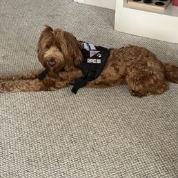 My Service Dog Winnie My Service Dog Winnie