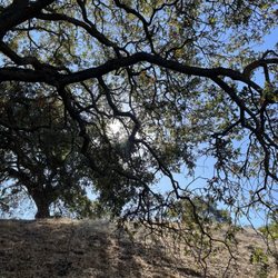 Acalanes Ridge Recreation Area