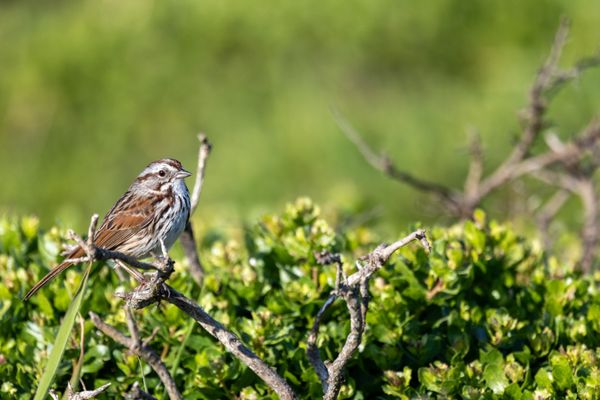 Tomales Point Trailhead by null