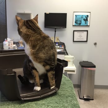 Muirfield Animal Hospital - My sweet kitty was pretty scared but Dr Cotter made us both very comfortable! - Veterinarians Near Me - Dublin, Ohio Muirfield Animal Hospital - My sweet kitty was pretty scared but Dr Cotter made us both very comfortable! - Veterinarians Near Me - Dublin, Ohio