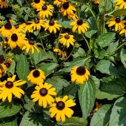 Lowe's Home Improvement - Black eyed Susan's