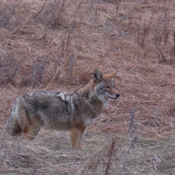 Cook's Meadow Loop - coyote - Hiking Near Me - Yosemite Village, California Cook's Meadow Loop - coyote - Hiking Near Me - Yosemite Village, California