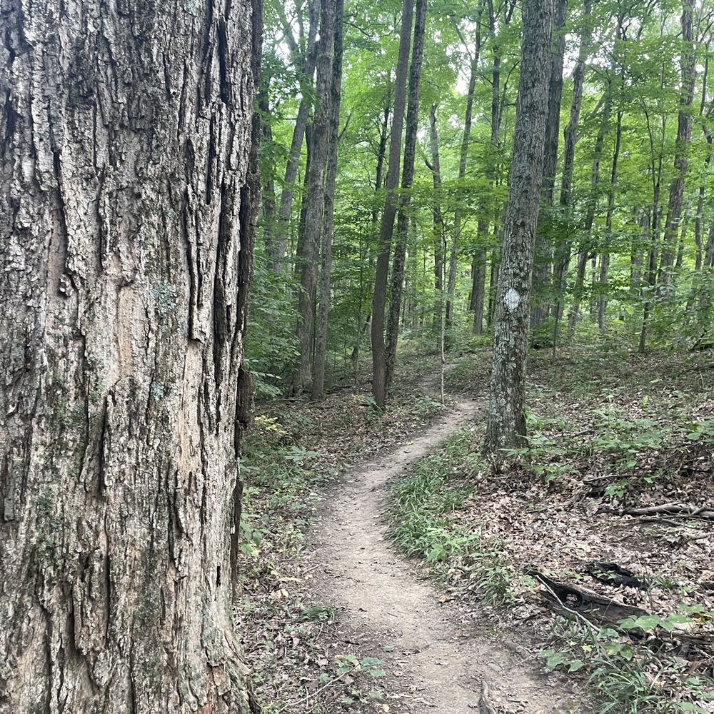 Morgan-Monroe State Forest - Trail - Hiking Near Me - Martinsville, Indiana