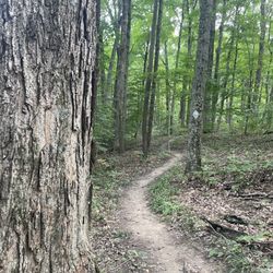 Morgan-Monroe State Forest - Trail