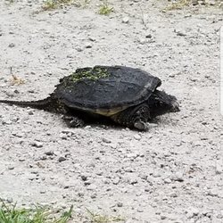 Polly Ann Trail - This turtle was lazy/stubborn/unafraid? At any rate they let me get real close for a couple of pics.