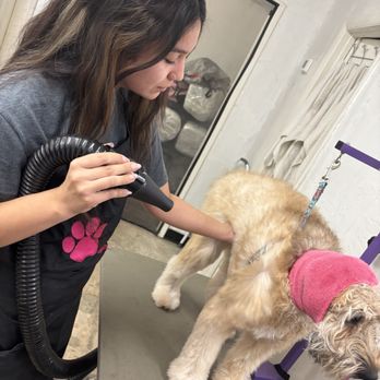 Unleashed - Bathed and dried with love and care - Pet Groomers Near Me - Amarillo, Texas
