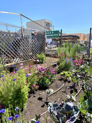 Florence Fang Community Farm by null