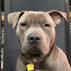 Rainier West Veterinary Hospital - Jack