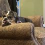 Animal Care Center Veterinary Clinic