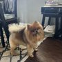 Photo of Sandy Paws Grooming Salon and Dog Wash