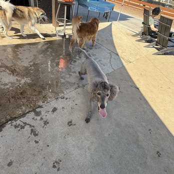 Clubhound - Luna having a blast - Dog Parks Near Me - Garden City, Idaho Clubhound - Luna having a blast - Dog Parks Near Me - Garden City, Idaho