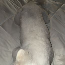 Black dye on my other dog's lower back