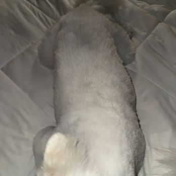 Lush Spaw - Black dye on my other dog's lower back - Pet Groomers Near Me - San Jose, California