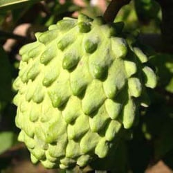 Champa Nursery - African Pride Atemoya