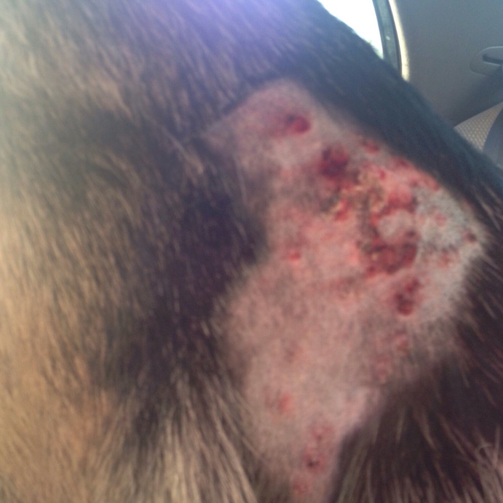 PetSmart - Thanks PetSmart for hurting my dog! - Pet Stores Near Me - Henderson, Nevada