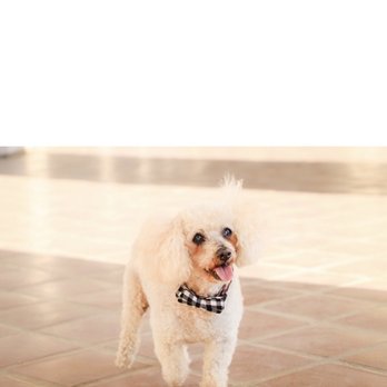Harbor Pines Veterinary Center - Chapi - Veterinarians Near Me - Harbor City, California Harbor Pines Veterinary Center - Chapi - Veterinarians Near Me - Harbor City, California