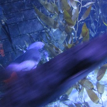Sea Life Aquarium - Aquariums Near Me - Carlsbad, California Sea Life Aquarium - Aquariums Near Me - Carlsbad, California