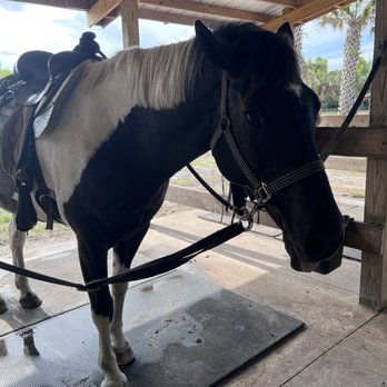 Hidden Palms Ranch - Horseback Riding Near Me - Sanford, Florida