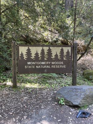 Montgomery Woods State Natural Reserve by null