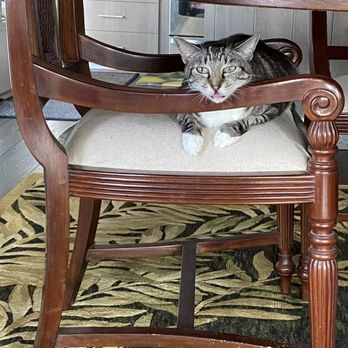 Oahu SPCA - Animal Shelters Near Me - Wahiawa, Hawaii Oahu SPCA - Animal Shelters Near Me - Wahiawa, Hawaii