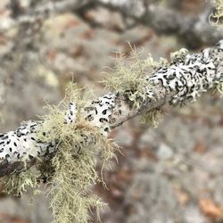 Monomoy National Wildlife Refuge - The biosphere on the Cape is special, including name less than scientifically self named "Fuzzy Green Moss."