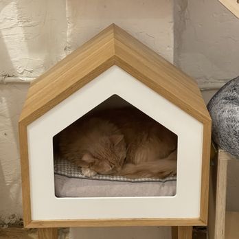 KitTea - dolly purr-ton is known for her unique, velvety soft fur - Pet Adoption Near Me - San Francisco, California