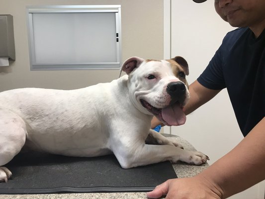 vca animal hospital bradshaw