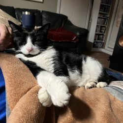 Spotswood Veterinary Services
