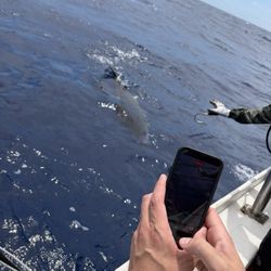 Deep Sea Sportfishing - Ahi