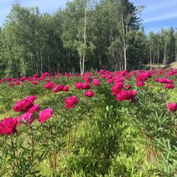 Cook Inlet Gardens - You pick available around the third weekend in July. Weather permitting. Contact us for yearly event dates.