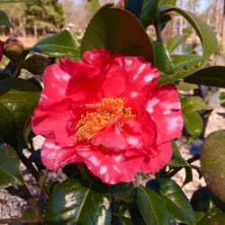 Double B Plant Farm - "Lawrence Walker" japonica camellia