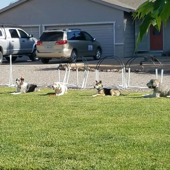 Unleashed Dog Training - How cool is this? - Pet Training Near Me - Camp Verde, Arizona Unleashed Dog Training - How cool is this? - Pet Training Near Me - Camp Verde, Arizona