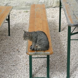 Burg Katzenstein - ...im Schlosshof: die KATZE :-))