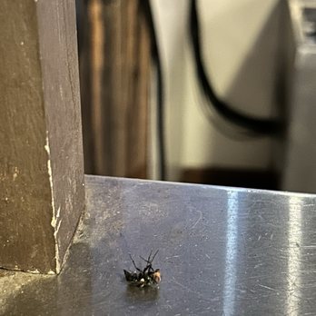 The Pub Fountains - A dead fly. - Pubs Near Me - Stafford, Texas The Pub Fountains - A dead fly. - Pubs Near Me - Stafford, Texas