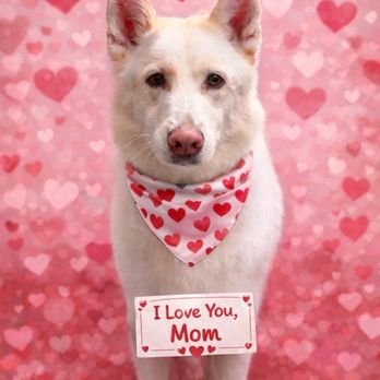 Well Groomed Pets - Henderson - grooming services - Pet Groomers Near Me - Henderson, Nevada