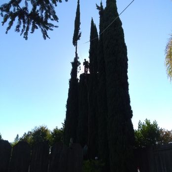 All Treez - Tree Services Near Me - Citrus Heights, California All Treez - Tree Services Near Me - Citrus Heights, California