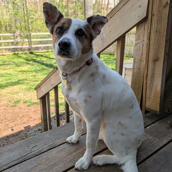 Rebecca K Dog Boarding - Luna! - Pet Boarding Near Me - Matthews, North Carolina Rebecca K Dog Boarding - Luna! - Pet Boarding Near Me - Matthews, North Carolina