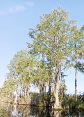 Okefenokee National Wildlife Refuge by null