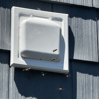 ALM Exterminating - Yellowjackets entering dryer vent - Pest Control Near Me - Northport, New York ALM Exterminating - Yellowjackets entering dryer vent - Pest Control Near Me - Northport, New York