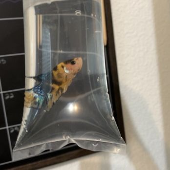 Aquatic Betta Shop - Local Fish Stores Near Me - Fresno, California