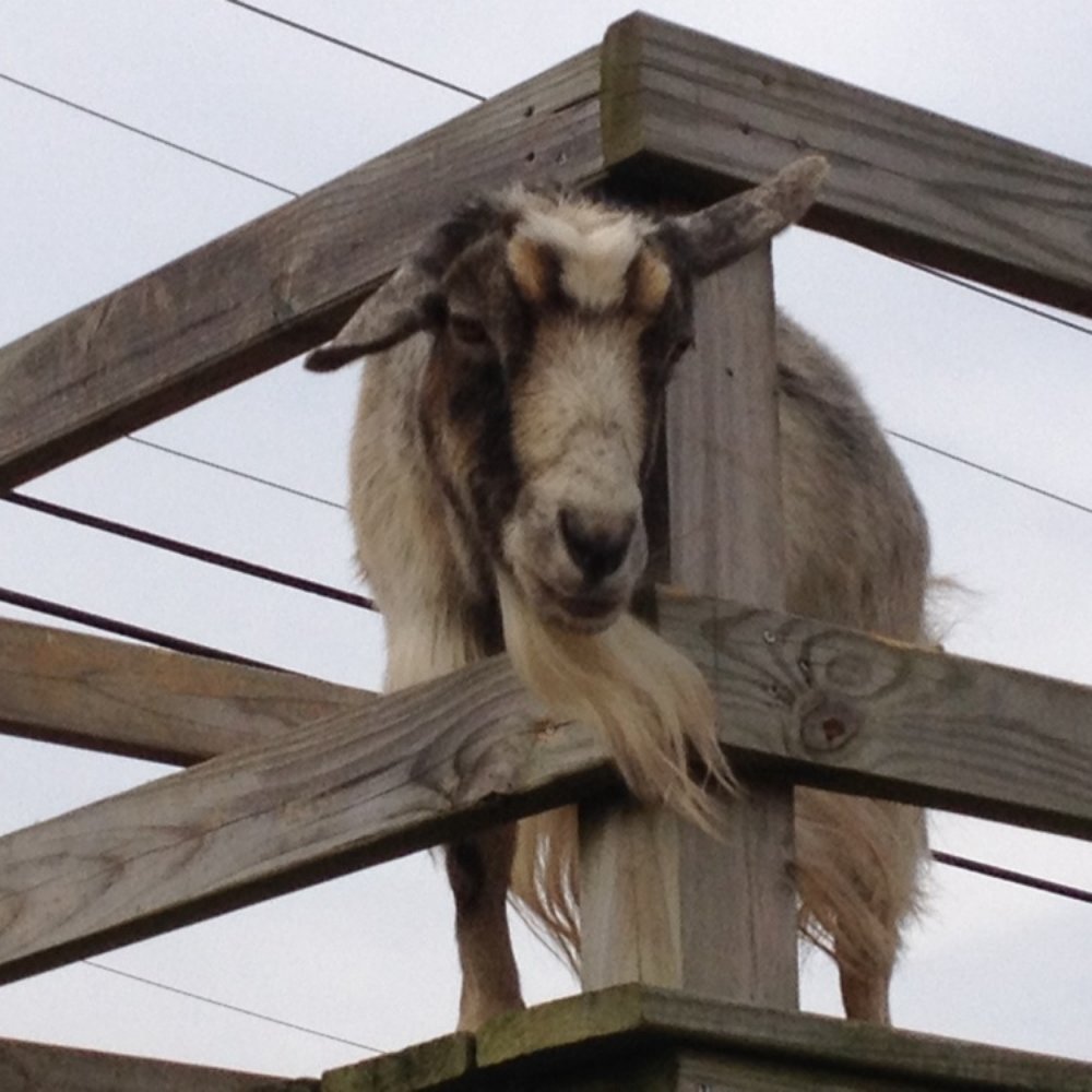 Hindinger Farm - Billy goat - Fruits & Veggies Near Me - Hamden, Connecticut