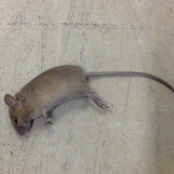Lighthouse Self Storage - Oceanside - Dead rat close-up - Self Storage Near Me - Oceanside, California Lighthouse Self Storage - Oceanside - Dead rat close-up - Self Storage Near Me - Oceanside, California