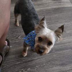 Little Wolfe's Pet Resort - Bleu