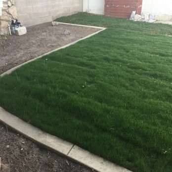 Robert's Complete Care - My gorgeous green grass after two weeks of watering. - Landscaping Near Me Robert's Complete Care - My gorgeous green grass after two weeks of watering. - Landscaping Near Me